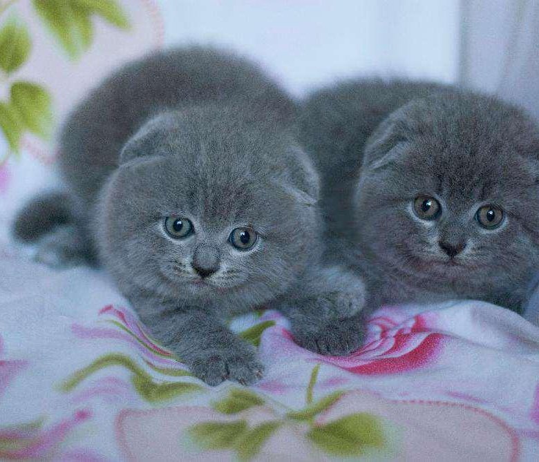 сделать фото вислоухих котят из питомников платит