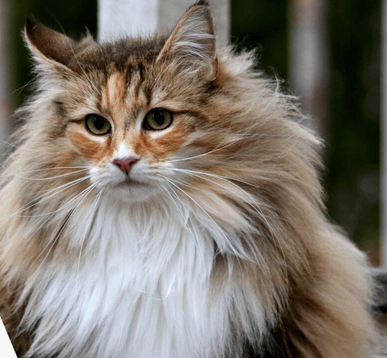Кошка лесная