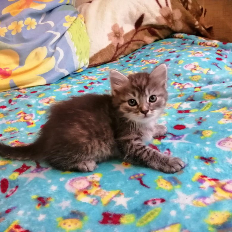 Авито иваново котята. Котята иваново животные. Полуперс черепахового окраса. Котенок иваново. Авито иваново кошки.
