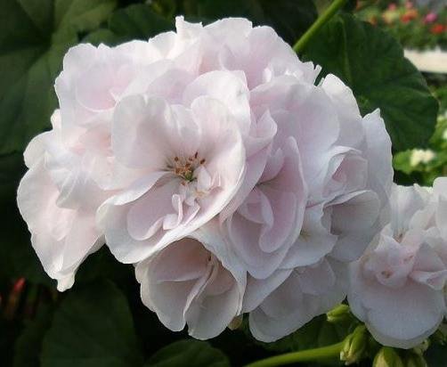 Pelargonium X Hortorum 'prince Nikola' Photograph by Dan Sams/science Photo Libr