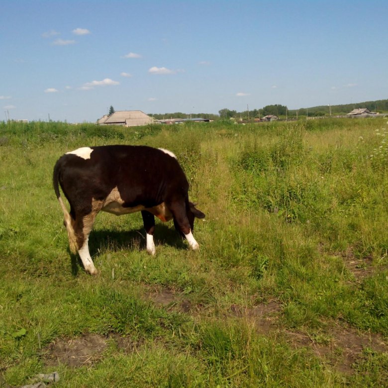 Продам корову. Город Новочеркасск корова на продажу. Кто в селе Горький Краснянского района продает корову. Купить корову Монастырщина. Корова продать Астраханская области.