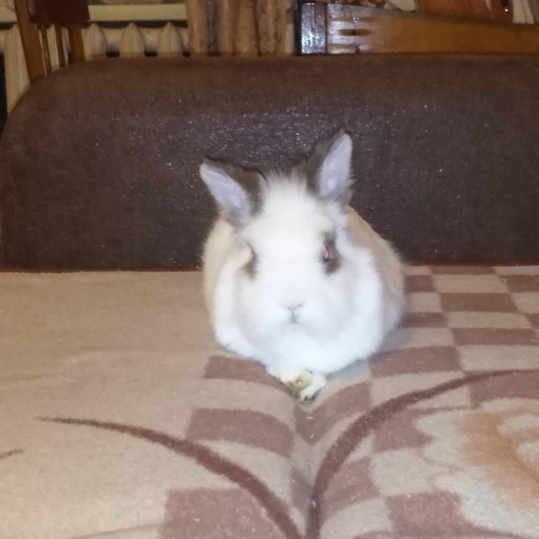 купить кролика в малом имыше. юла шадринск животные. авито шадринск щенки. авито шадринск собаки. где купить кролика в питомнике в дмитрове.