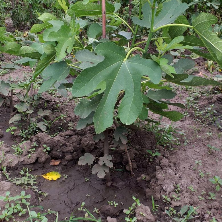 Саженцы инжира краснодар. Инжир брунсвик. Инжир сорт далматский. Инжир рассада. Саженцы инжира краснодар.