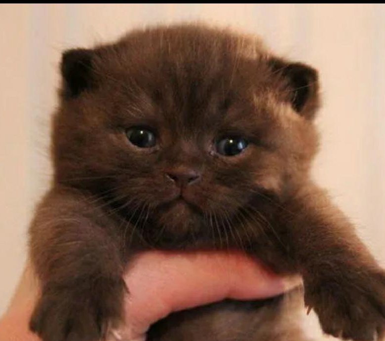 Шотландская Шоколадная Кошка Фото