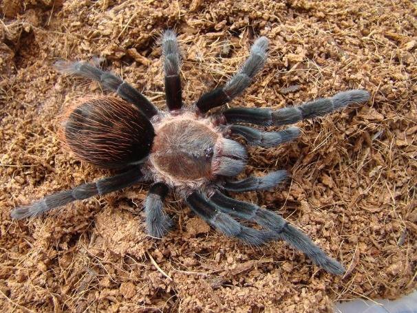 Brachypelma — Википедия Foto 16