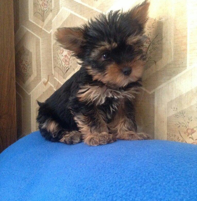 Йоркширский терьер щенок 3 месяца. Йорк щенок 7 месяцев. 5 месяца. Йоркширский терьер стандарт. Йоркширский терьер 8 месяцев.