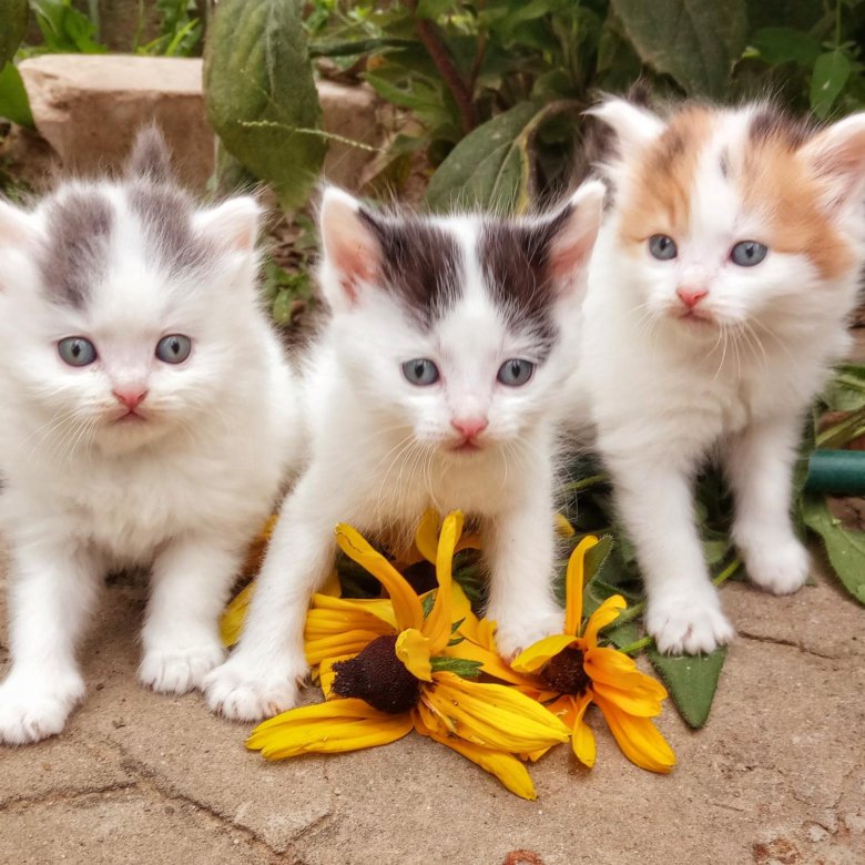 More kittens