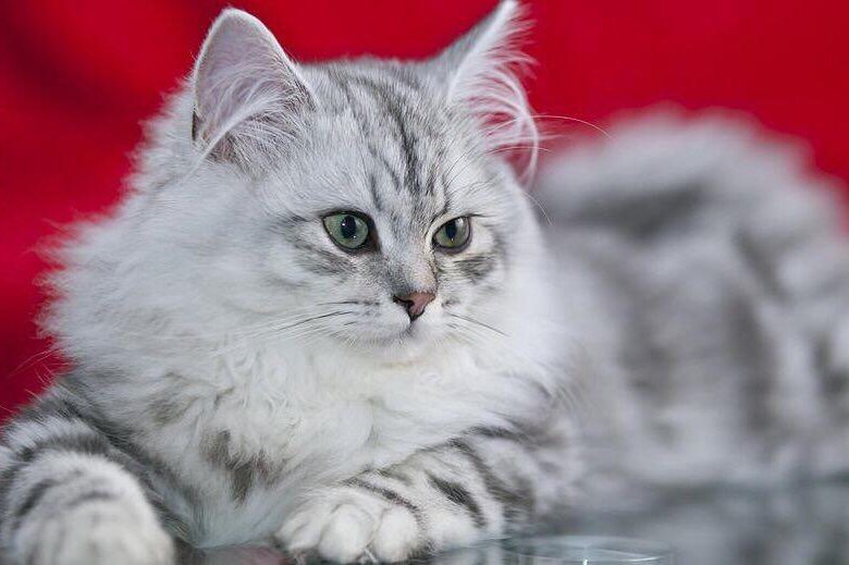 Кошки длинношерстные