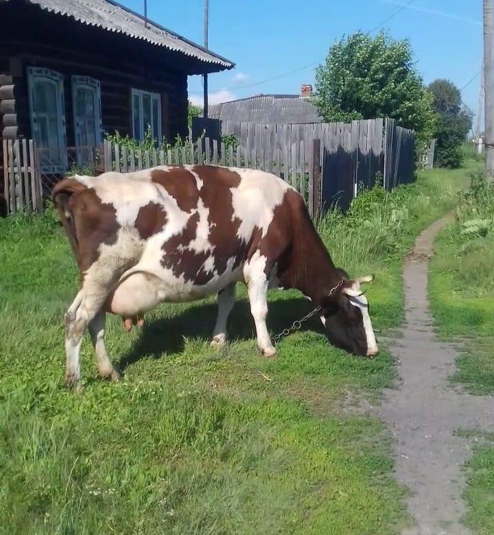 Купить корову брянская область свежие объявления. Продается корова. Продается дойная корова. Объявления коровы. Коровы в Татарстане.