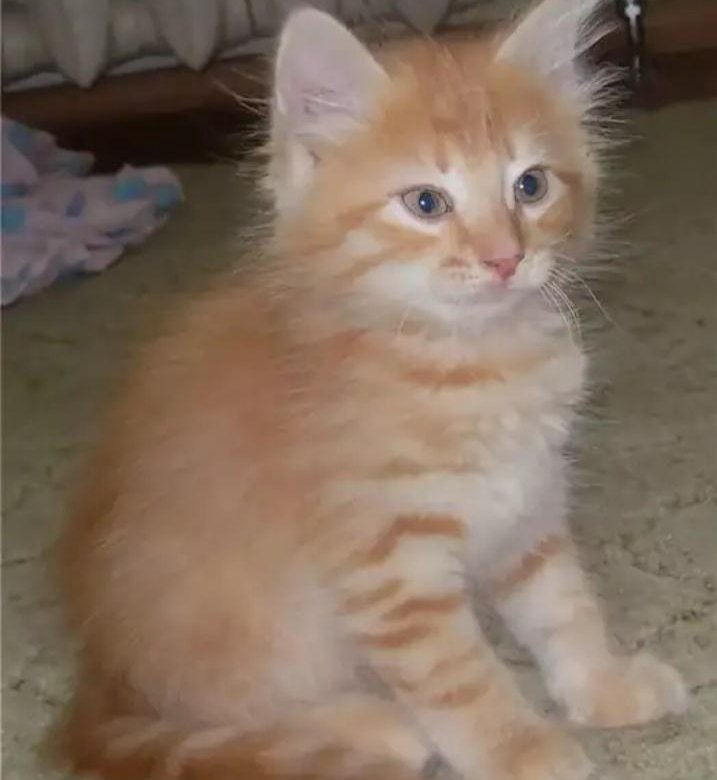 Рыжий котенок 1. Котята рыжие короткошерстный 1 месяц. Котенок светло рыжий 1 месяц. Беспородные рыжие котята. Рыжий котенок гладкошерстный.