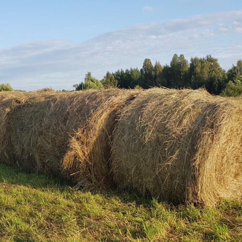 Фото сено в рулонах в