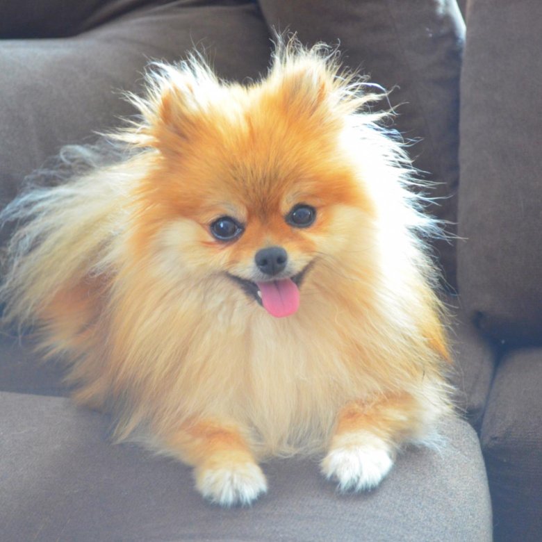померанский шпиц персиковый. шпиц девочка. мини шпиц. померанский шпиц. шпиц 2 года.
