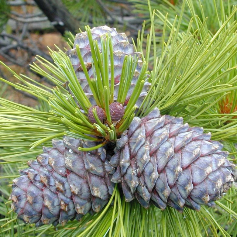 Как называется дерево с кедровыми шишками. Сосна Сибирская Кедровая Pinus sibirica du Tour. Кедр Сибирский Pinus sibirica. Сосна́ Сиби́рская Кедро́вая (Pínus sibírica). Сибирский кедр (Pinus sibirica du Tour).