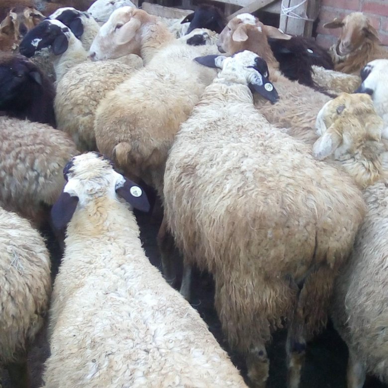 Куплю овец ягнят. Скупаем овец. Бараны в город Ужурский. Бараны покупка. Бараны по 500 руб.
