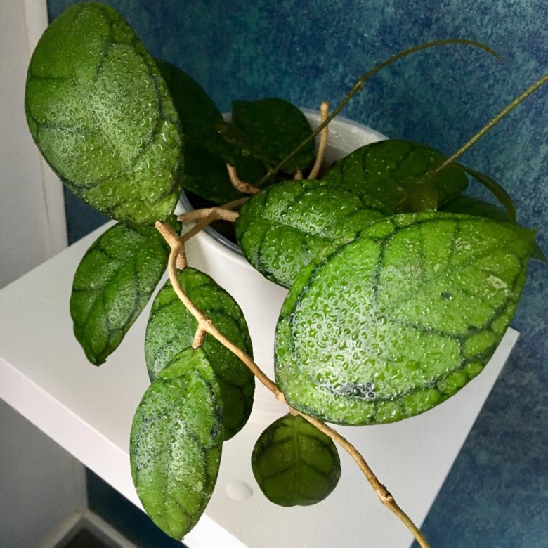 Хойя калистофилла калимантан. Хойя калистофилла. Хойя callistophylla UT-158. Хойя Ротундифлора. Hoya callistophylla Sabah iml1762