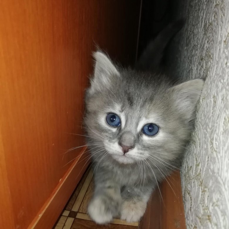 Авито Балаково Купить Котенка С Фото
