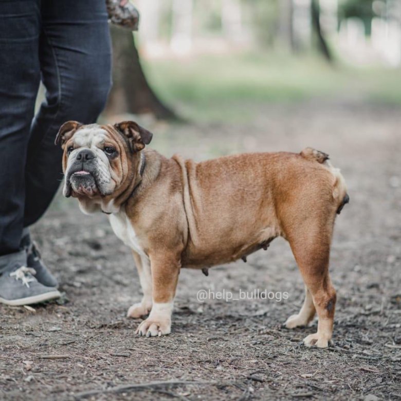 Бульдог даром. Французский бульдог даром екатеринбург. Французский бульдог даром. Щенки французского бульдога в добрые руки. Французский бульдог даром в краснодаре.
