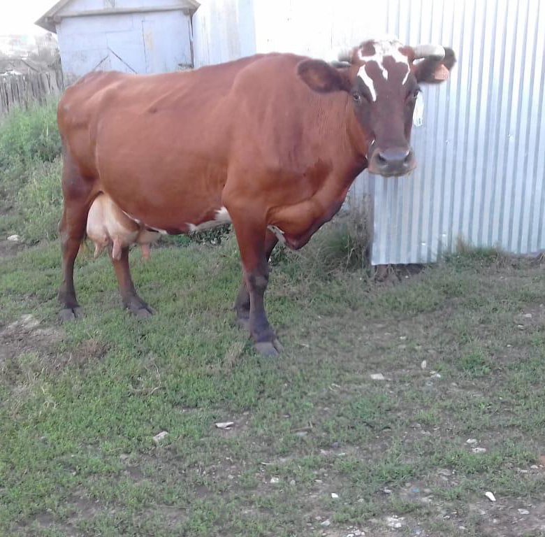 Объявления авито коровы. Продам корову. Объявления авито коровы. Продается корова. Коровы на алтае.