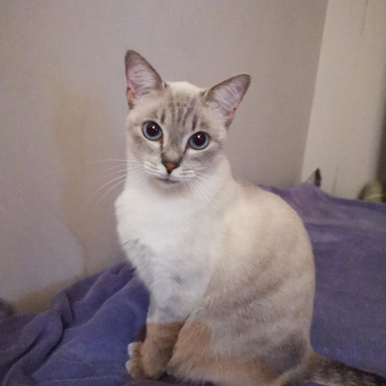 котята мальчики черного цвета бесплатно в добрые руки. черные с белым гладкошерстные котята. щелково в добрые руки. кошечка в добрые руки. володарск нижегородская область котята даром.