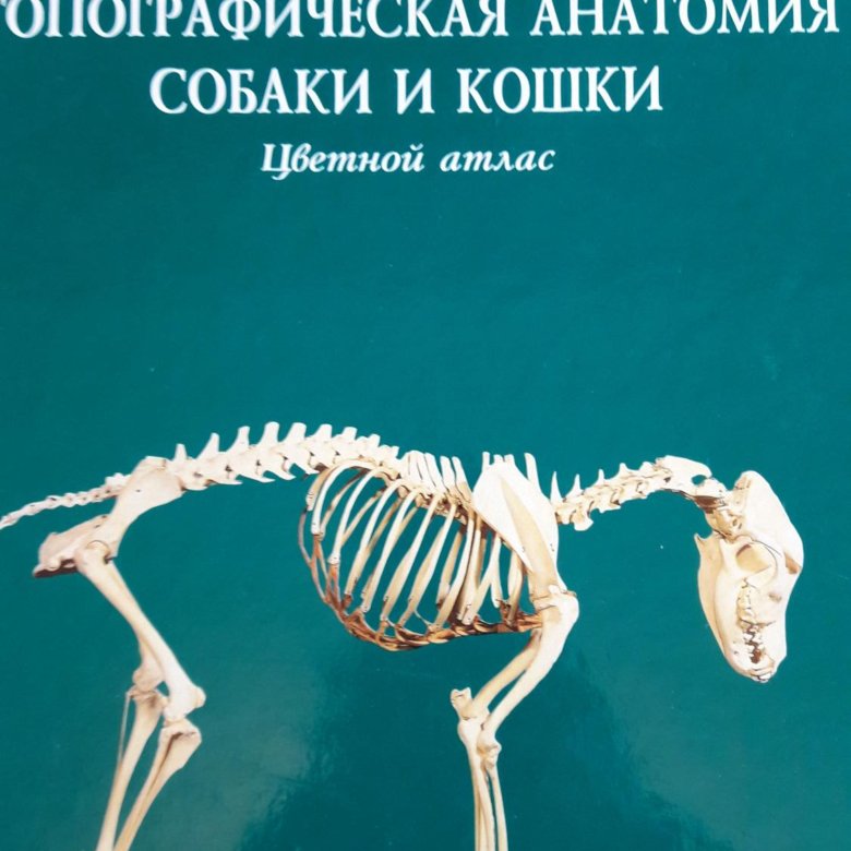 Анатомия собак и кошек. Анатомия кошек и собак книга. Атлас по анатомии Ветеринария. Анатомия собаки Ветеринария атлас. Книга анатомия собаки Зеленевский.