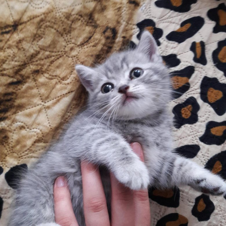Авито Британские Котята Фото