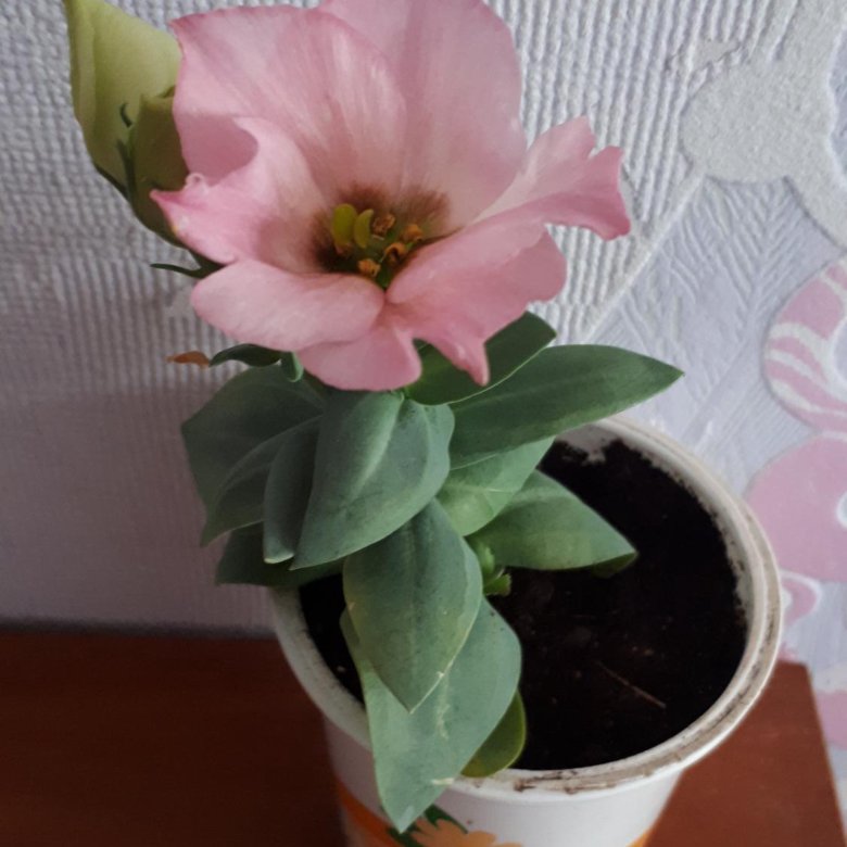 площадь эустома корни фото самой миле