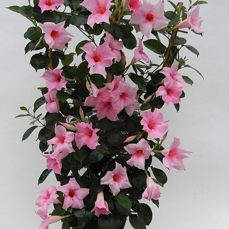 Dipladênia Trepadeiras floridas, Plantas penduradas indoor, Jardim suspenso