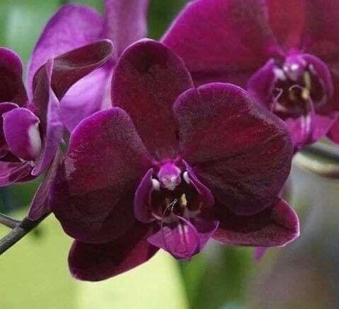 Орхидея фаленопсис Phal. OX Black Face 'OX1647' - купить в Москве, цена 1 100 ру