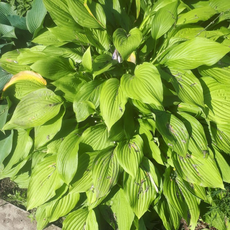 Продаю цветы.хоста,флоксы ,почвопокровники и други – купить в Истре ...