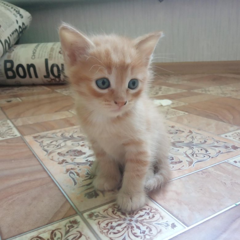 Купить Котенка В Саратове С Фото Авито