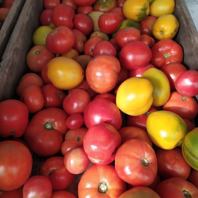 Помидоры авито тула. Помидоры авито тула. Помидоры домашние большие. Астраханские помидоры. Помидоры домашние.