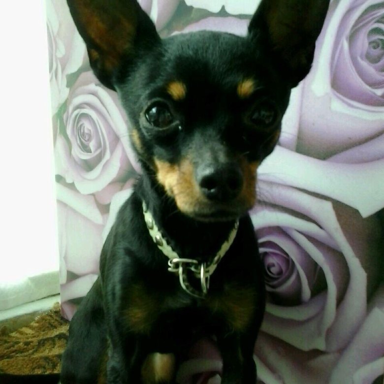 породистый щенок в хорошие руки. собаки и щенки в хорошие руки тверь. отдам щенка. собака фэмили фэмили бокс. собаки в добрые руки в северске.