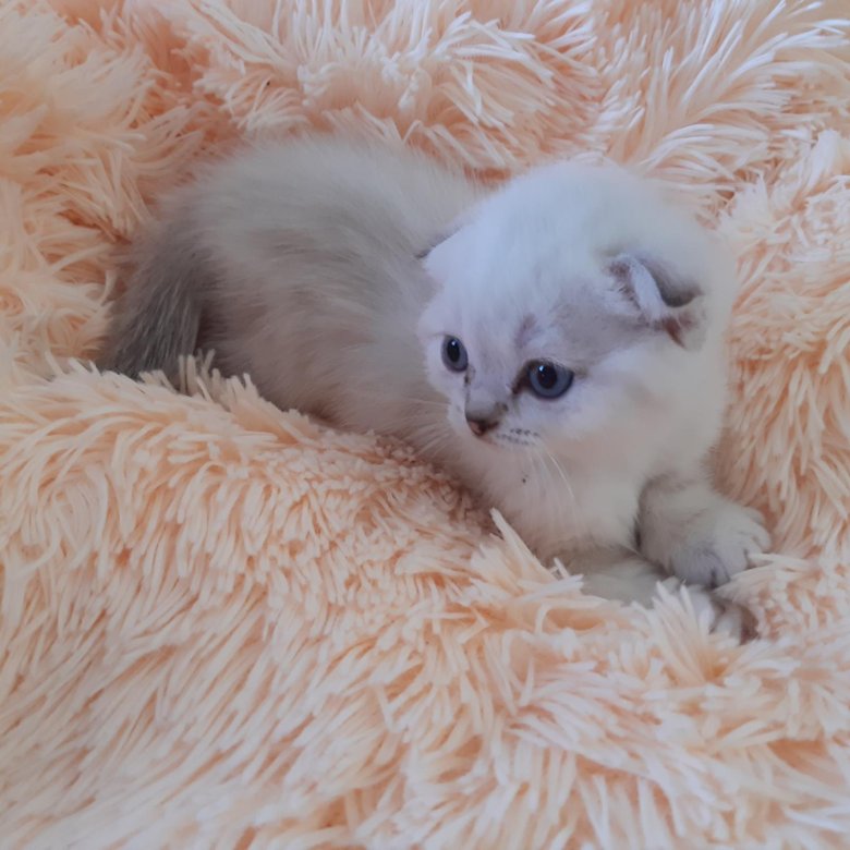Авито Балаково Купить Котенка С Фото