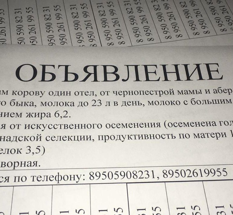 Объявление продам. Объявление о продаже коровы образец. Как написать объявление о продаже коровы. Объявление о продаже молока. Объявление о продаже молока образец.