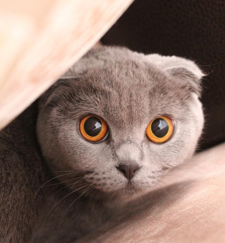 Вислоухие Кошки Фото Куплю