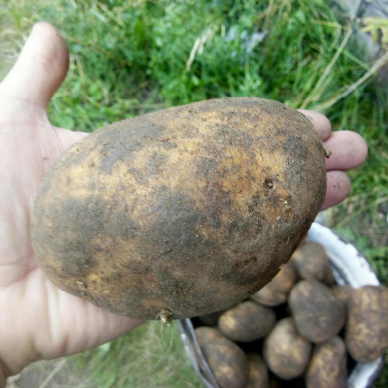 Сорт картофеля тулеевский характеристика фото и описание