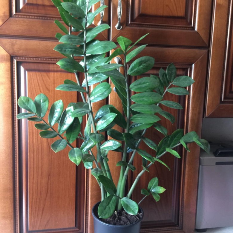 Zamioculcas долларовое дерево