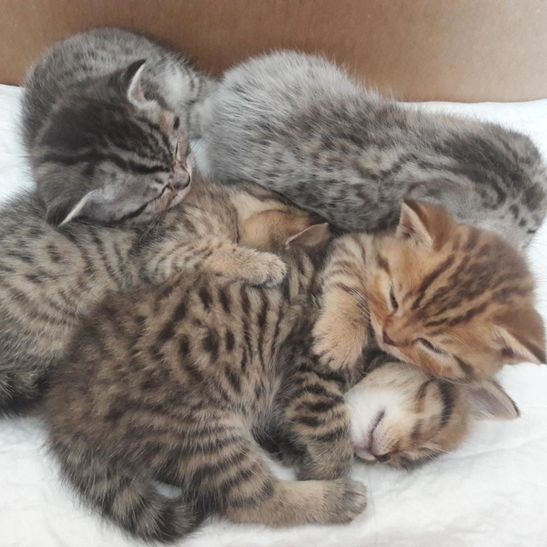 Шотландские котята недельные. Шотландские котята 3 недели. 2 Недельные котята Шотландские. Шотландские котята 1 неделя.