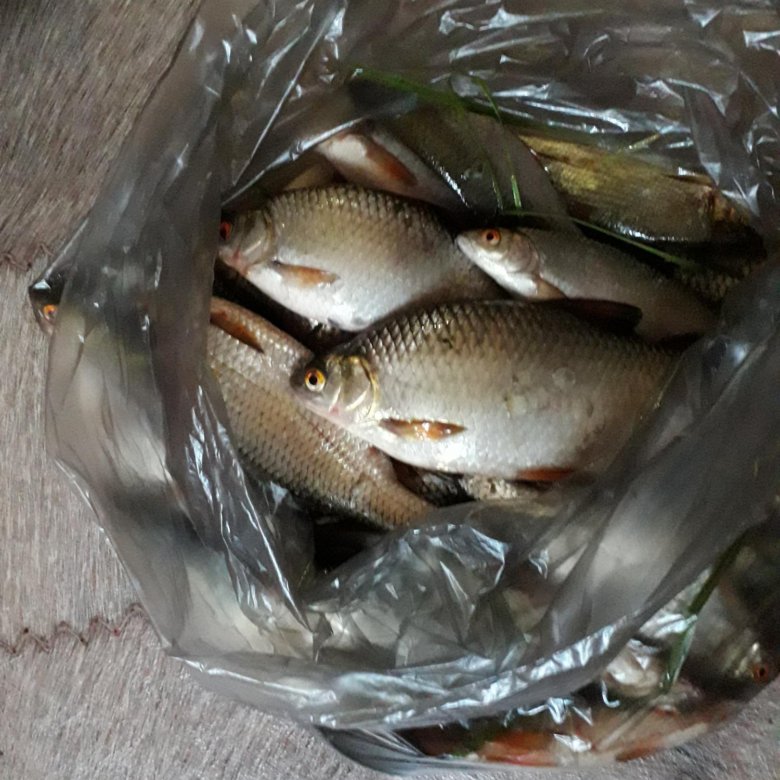 Рыба сорожка – купить в Новотроицке, цена 250 руб., продано 25 августа 2019  – Продукты питания