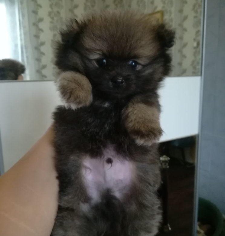 Авито муром животные. Стерилизация бездомных кошек в петергофе. Авито муром животные. Животных которые продаются. Стерилизация бездомных кошек в петергофе.