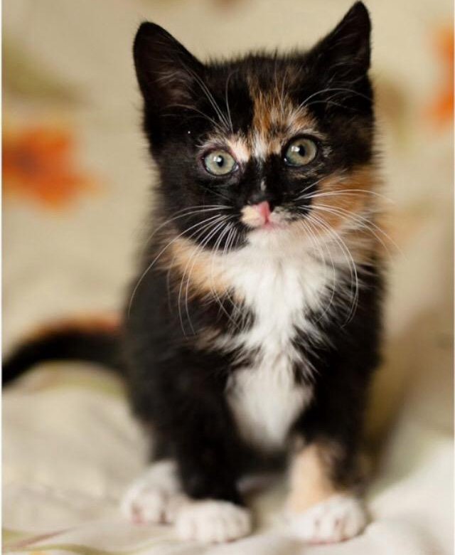 Известно что трехшерстные кошки. Трехцветный котенок. Красивые трехцветные кошки. Черно рыжий котенок. Маленький трехцветный котенок.