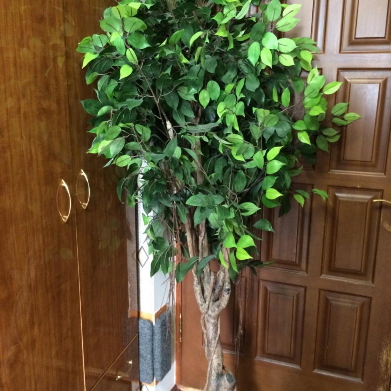 Искусственное дерево фикус Бенджамина - купить в Самаре, цена 3 000 руб., п...