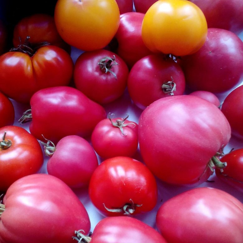 Магазин домашний помидор. Помидоры домашние. Домашний томат. Фото домашних помидор. Помидоры домашние фото.