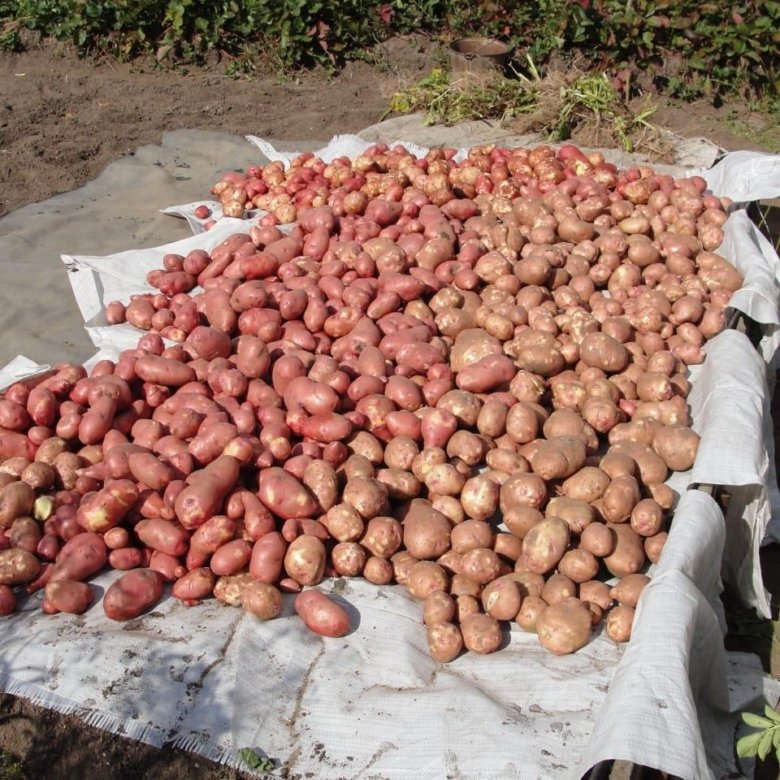 Какой урожай картошки. Урожай картошки. Огромный огород картошки. Большой урожай картошки. Картошка в огороде.