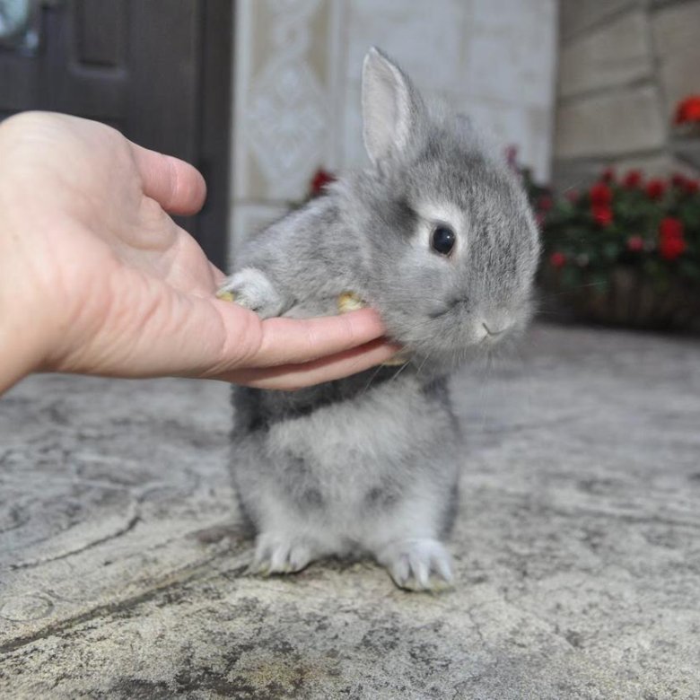 Маленький серый кролик. Карликовый кролик. Карликовый кролик серый. Декоративный кролик серый. Серенькие маленькие крольчата.