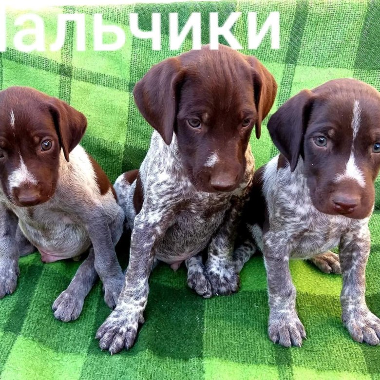 Собаки тимашевск