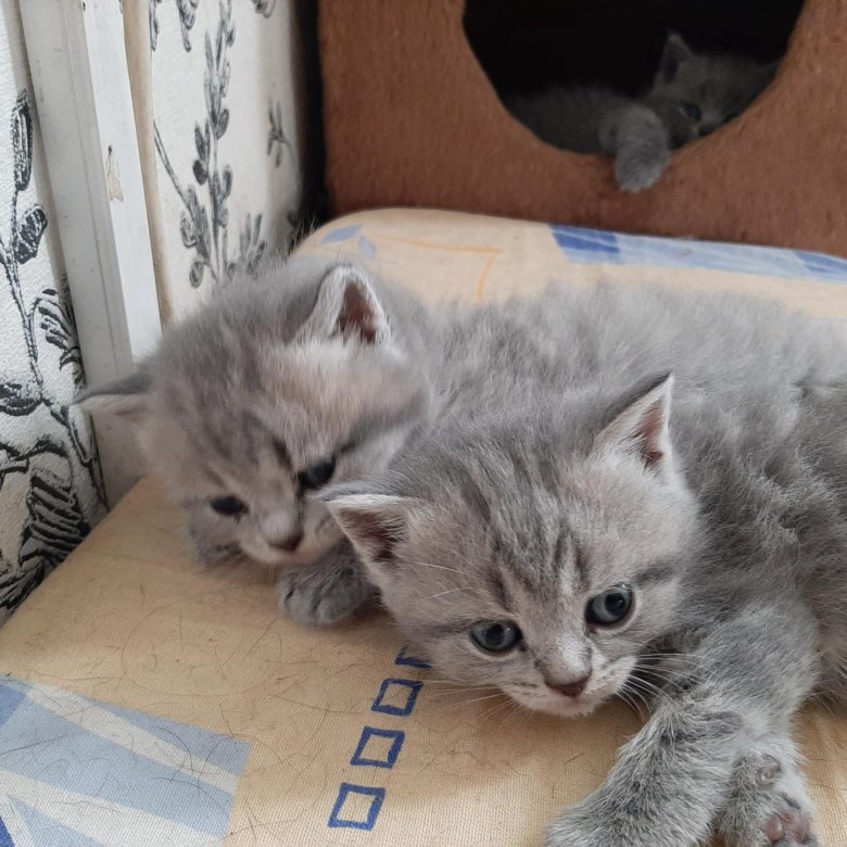 Авито Балаково Купить Котенка С Фото