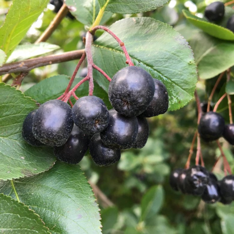 Черноплодная рябина арония. Вишня арония. Черноплодка арония. Вишня арония. Вишня и арония.