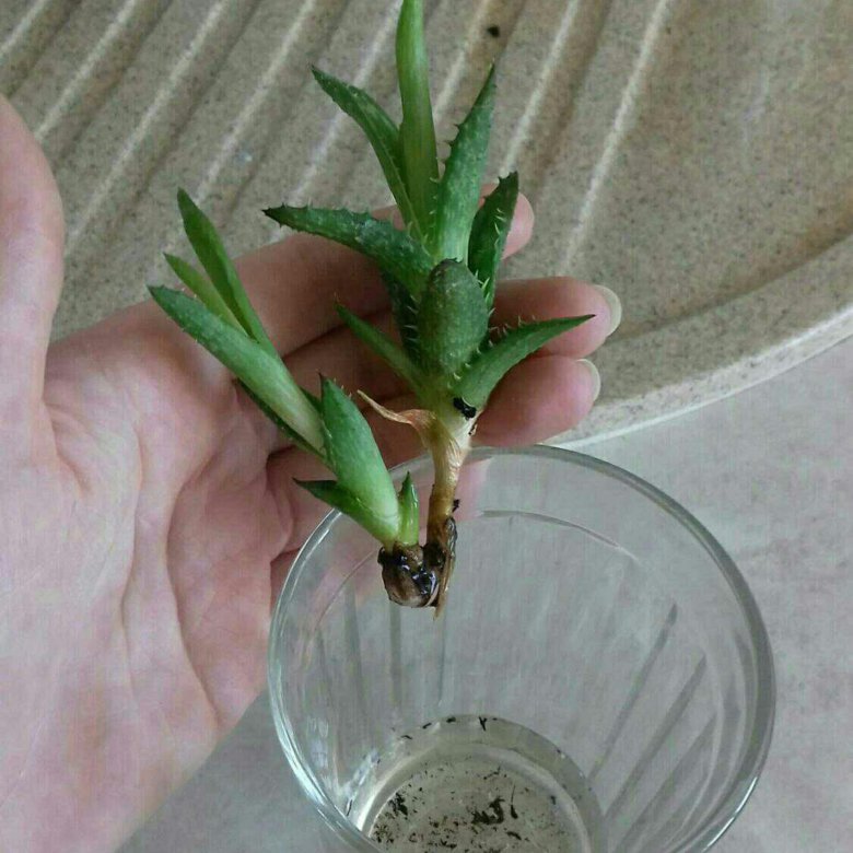 Как посадить алоэ отросток. Как посадить алоэ отросток. Как посадить алоэ отросток. Как посадить алоэ отросток. Алоэ руфингианум.