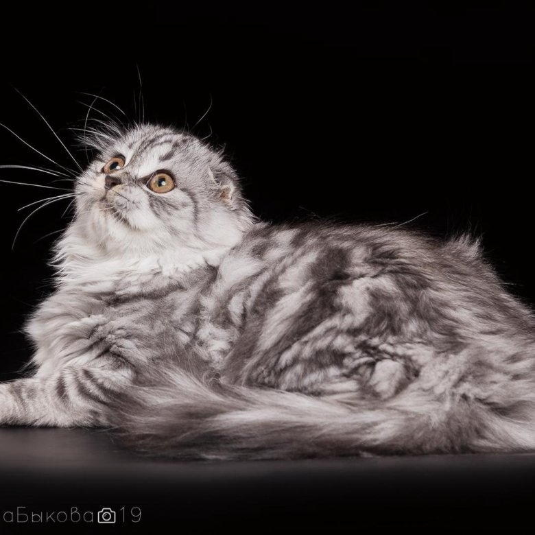 Шотландская Длинношерстная Кошка Фото